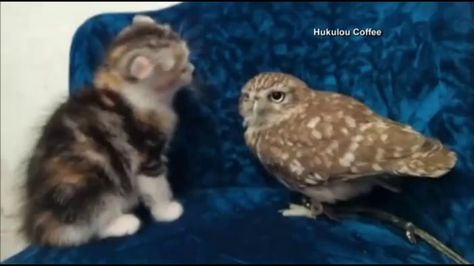 Join the fun convo with 9GAG community Rabbit Houses, Baby Kitty, Owl Cat, Baby Owl, Most Asked Questions, Baby Owls, Cute Animal Pictures, Funny Animal Pictures, Crazy Cat Lady