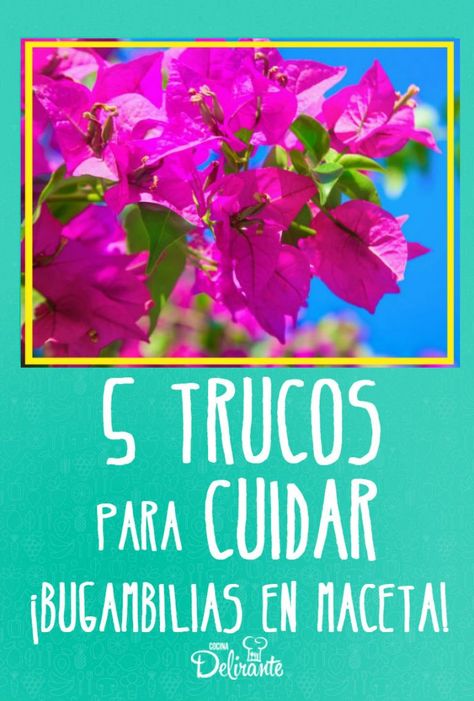 cómo cuidar bugambilias en maceta Santa Rita Planta, Bougainvillea Tree, Growing Asparagus, English Garden Design, Inside Plants, Santa Rita, Creative Gardening, How To Grow Taller, Bougainvillea