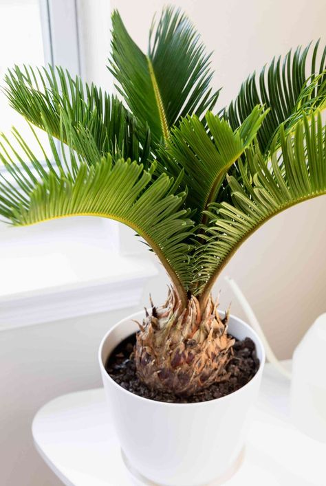 Cycas Plant, Sago Palm Care, Cycas Palm, Palm Plant Care, Palm Tree Care, Cycas Revoluta, Sago Palm, Small Balcony Garden, Plant Care Houseplant