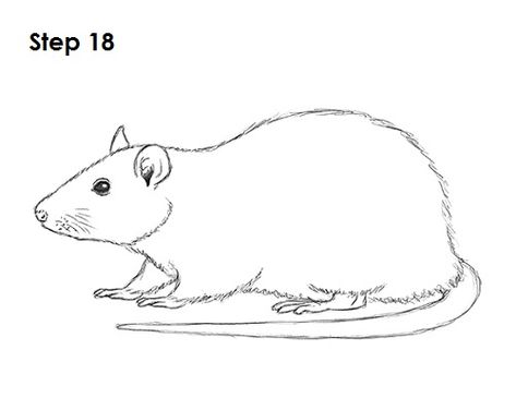 ... re-draw any final sketch lines that you may have accidentally erased. Description from how2drawanimals.com. I searched for this on bing.com/images Rats Drawing Sketches, Rat Line Drawing, Rat Drawings Sketches, Rat Draw, Rat Sketch, Rat Drawing, Animal Tutorial, Super Coloring Pages, Drawing Instructions