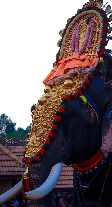 Kerala Elephant Photography, Kerala Elephant, Elephants Wallpaper, Full Hd Wallpaper Android, Elephant Photography, Elephant Wallpaper, Elephant Images, Elephants Photos, Kanyakumari