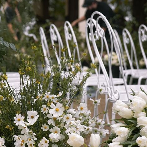 Wedding aisle decor- The sweetest French chairs, surrounded by aisle gardens of David Austen’s, nigella orientalis, cosmos & tulips 🤍 @hausofhera__ Floral & stying photographer ~ @adriano_pantaleo_ . . . . #weddingaisledecoration #venuedecor #weddingideas #whiteweddingideas Byron Bay Weddings, Wedding Aisle Decorations, French Chairs, Venue Decor, Aisle Decor, Wedding Aisle, White Wedding, Cosmos, Tulips