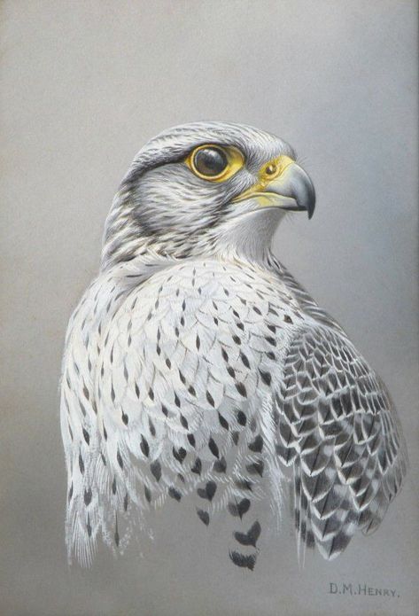 Falcon Drawing, Falcon Art, Eagle Drawing, Animal Illustration Art, Peregrine Falcon, Eagle Art, Bird Of Prey, Peregrine, Animal Sketches