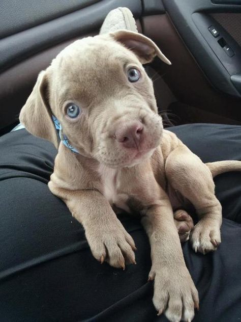 fivethousandfathomss:    Pitbulls Brown Pitbull Puppies, Light Brown Pitbull, Brown Pitbull, Cute Pitbulls, Pit Puppies, Pit Bull Puppies, Pitbull Puppy, Dog Store, Pitbull Puppies