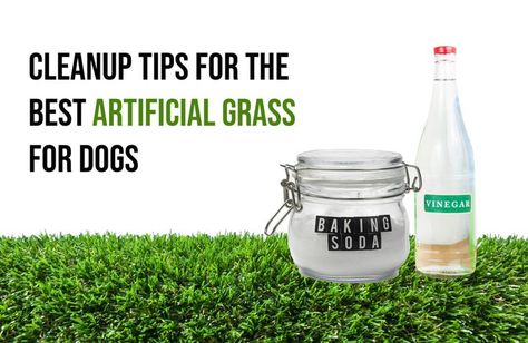 Use these tips to keep the best artificial grass for dogs in Boston clean and odor-free. How To Clean Artificial Turf Pets, How To Get Dog Urine Smell Out Of Artificial Turf, Dog Urine Remover, Diy Artificial Turf, Fake Grass For Dogs, Dog Turf, Artificial Grass For Dogs, Best Artificial Grass, Smell Remover