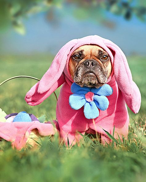 Eggcited for Easter! We are too with this selection of dog costumes. From cute bunny dog costumes, snuggle bunny dog hoodies and Easter bonnets, there is something for every dog's style. Easter Dog Photos, Easter Memes, Easter Dogs, Dog Swag, Easter Bonnets, Snuggle Bunny, Chicken Hats, Bee Dog, Bunny Hoodie