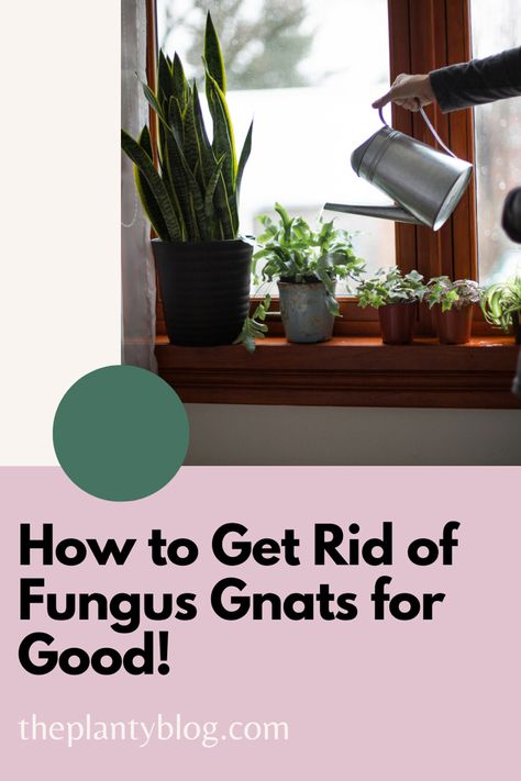 A person watering their houseplants sitting on a windowsill. The text reads “How to get rid of Fungus Gnats for good!” Gnat Spray, Houseplant Pests, Fungus Gnats, Mealy Bugs, Fly Spray, Pest Prevention, Identify Plant, Plant Pests, Plant Fungus