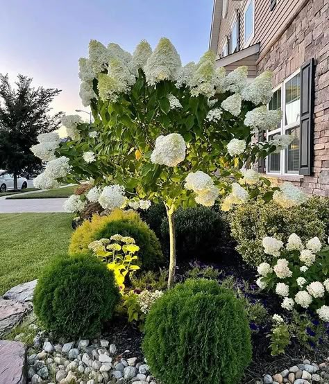 Hydrangea Front Of House Landscaping, Hydrangea Tree Landscaping Ideas, White Hydrangea And Boxwood Landscaping, White Hydrangea Landscaping Backyards, Landscape Ideas Hydrangea Plants, Hydrangea Trees Landscaping, Blue Hydrangea Landscaping Front Yards, Green And White Landscaping Front Yards, Landscaping With Hydrangea Trees