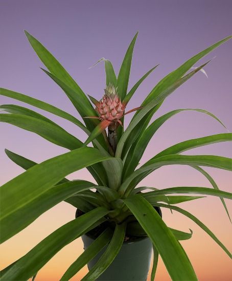 Ornamental Pineapple Plant (Ananas) Indoor Care and Propagation Pineapple Plant Care, Pineapple Plant, Pineapple Planting, Grow Avocado, Rosemary Plant, Bulbs Indoor, Plant Problems, Plant Delivery, Fruit Seeds