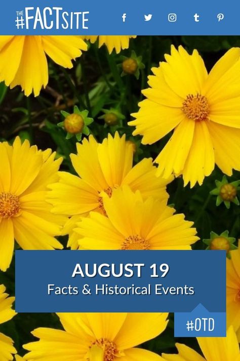 Did you know that on this day, August 19, 1504, the Battle of Knockdoe occurred in County Galway, Ireland? Today is known as Photography Day, and was the day Matthew Perry was born. Today has been an interesting on over the years, and here we're going to take a look at what events happened on this day throughout history. #TheFactSite #OnThisDay #August19 #TodayInHistory #TodayFacts #OTD #PhotographyDay National Aviation Day, World Photography Day, County Galway, Irving Berlin, History Magazine, Galway Ireland, Photography Day, Today In History, Matthew Perry