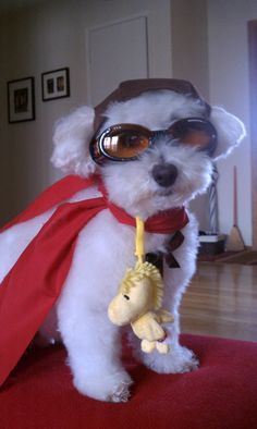 Snoopy Costume For Dog #snoopycostumefordogs  Snoopy Costume For Dog #snoopycostumefordogs Maltipoo Halloween Costumes, Snoopy Costume, Dog Costumes For Kids, Charlie Brown Dog, Snoopy Flying Ace, Snoopy Flying, Small Dog Costumes, Dog Parade, Maltipoo Dog