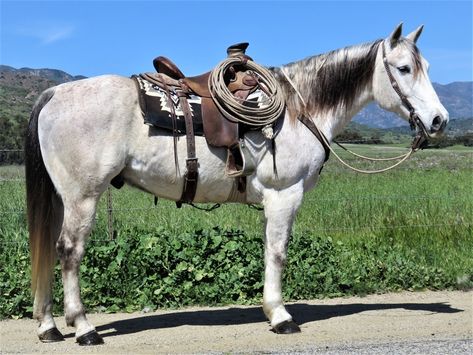 Western Riding Tack, Quarter Horses For Sale, Miniature Horse Tack, Highland Pony, Owning A Horse, Irish Sport Horse, Ranch Horse, Weird West, Horse For Sale