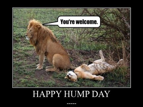 Hump Day Meme, Hump Day Quotes, Wednesday Memes, Hump Day Humor, Wednesday Humor, Happy Wednesday Quotes, Happy Hump Day, Funny Jokes For Adults, Funny Happy