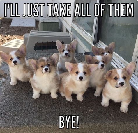 20 Corgi Memes To Make You Wonder What Did We Do To Deserve Them - I Can Has Cheezburger? Cute Corgi Puppy, Corgi Puppies, Corgi Puppy, Cute Corgi, Pembroke Welsh Corgi, Corgi Dog, Welsh Corgi, 귀여운 동물, Cute Funny Animals