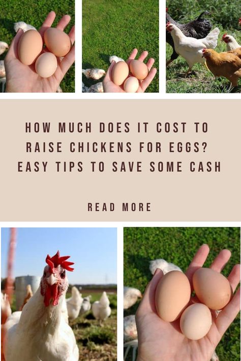 How To Raise Chickens For Beginners, Small Backyard Farm, Homesteading Diy Projects, Is It Really Worth It, Chickens For Eggs, Homestead Layout, Step Ideas, Homesteading For Beginners, Backyard Farm