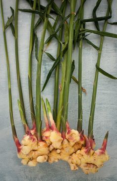 Ginger Farming, Growing Ginger Indoors, Growing Ginger, Tattoo Plant, Veg Garden, Herbs Indoors, Ginger Root, Growing Indoors, Growing Herbs