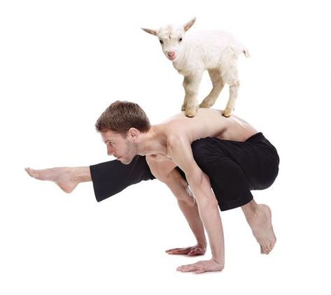 Goat Yoga:  It's a Thing!  Animals are known to be therapeutic!  Surprise guests with a exercising Goat Yoga! Yoga Chic, Community Farm, Downward Dog Pose, Yoga Party, Mini Goats, Walking Poses, Animal Yoga, Goat Yoga, Goat Art