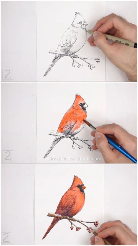 Cardinal bird being drawn, inked, and pained with watercolors Red Cardinal Watercolor Bird Paintings, Watercolor Cardinal Tutorial, How To Draw A Cardinal, Cardinal Sketch, Watercolor Bird Paintings, Watercolor Birds Tutorial, Cardinal Drawing, Watercolor Cardinal, Water Paints