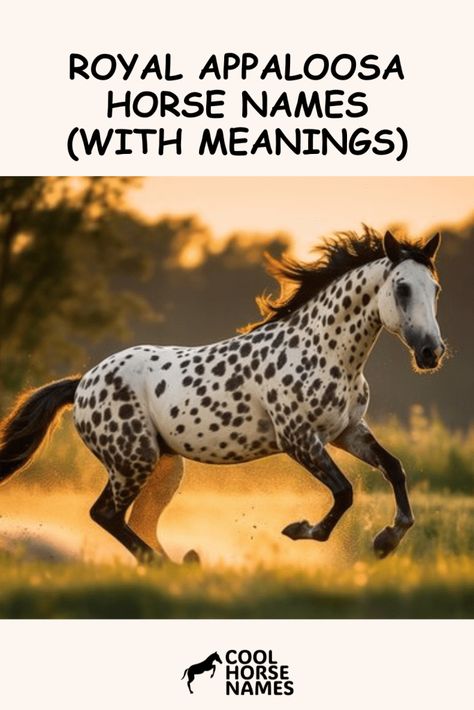 Royal Appaloosa Horse Names (With Meanings) Blue Roan Horse Names, Mythical Names, Horse Names Unique Mare, Horse Show Names, Blanket Appaloosa Horse, Blanket Appaloosa, Royal Names, Appaloosa Friesian Cross, Rare Horses