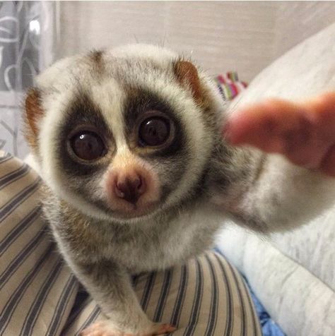 Loris Animal, Slow Loris, Animal Antics, Silly Animals, Primates, Sweet Animals, Cuteness Overload, Cat Pics