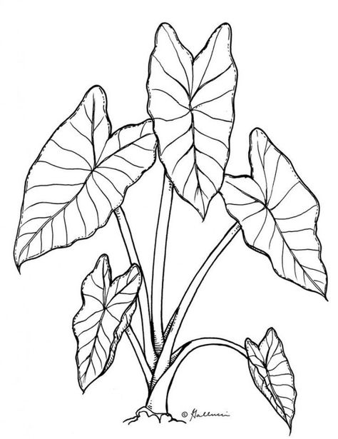 taro line drawing - Google Search - #drawing #google #search - #drawingdecoration #architecturaldrawing #architectural #drawing #watercolor Elephant Ear Plant Tattoo Ideas, Taro Leaf Drawing, Different Plants Drawing, Taro Leaf Tattoo, Taro Plant Drawing, Alocasia Leaf Tattoo, Alocasia Plant Drawing, Taro Plant Tattoo, Monstera Line Drawing