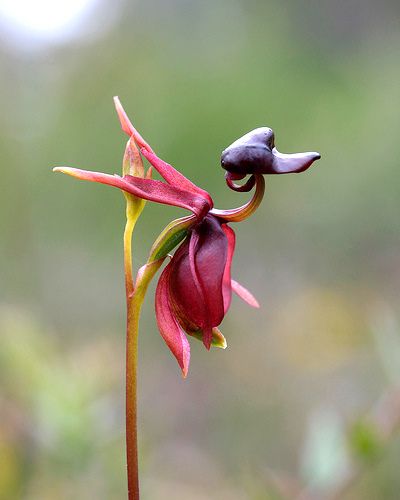 These amazing orchids will take your breathe away. It's incredible how much they resemble fauna rather than flora! Flying Duck Orchid, Flying Duck, Orchid Seeds, Bonsai Flower, Exotic Orchids, Unusual Plants, Unusual Flowers, Beautiful Orchids, Bonsai Garden