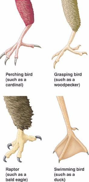 Bird Legs Reference, Bird Leg Anatomy, Birds Legs Drawing, How To Draw Bird Legs On Humans, Bird Talons, Bird Legs Drawing, Bird Poses, Bird Feet Drawing, Bird Talons Drawing