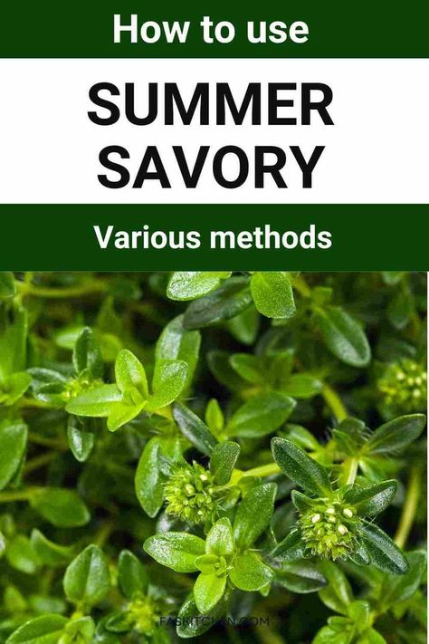 A Pinterest pin showcasing summer savory with informative text. Learn about its nutrition, benefits, and versatile uses in cooking. Get expert tips on buying and storing this flavorful herb. Perfect for those looking to enhance their culinary skills! #SummerSavory #HerbGuide #CookingTips Savory Herb Uses, Summer Savory Herb Recipes, Summer Savory Herb, Herb Guide, Summer Savory, Savory Herb, Witch Garden, Herb Recipes, Leafy Greens