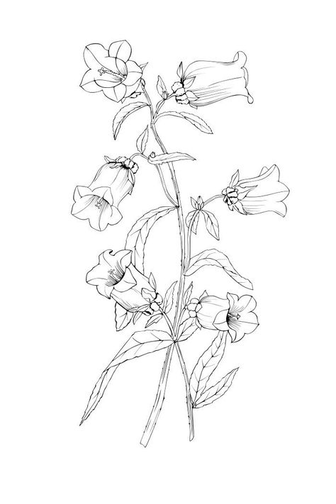 Bellflowers Drawing, Campanula Tattoo Flower, Wildflower Outline Drawing, Canterbury Bells Drawing, Bluebell Botanical Illustration, Campanula Flowers Drawing, Bluebell Outline, Bluebell Line Drawing, Flower Tattoo Illustration