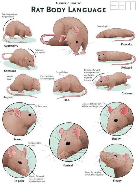 rat body language Animal Body Language, Rat Body Language, Pet Rat Tips, Diy Rat Toys, Pet Rat Cages, Rattus Rattus, Rat Care, Dumbo Rat, Pet Rodents