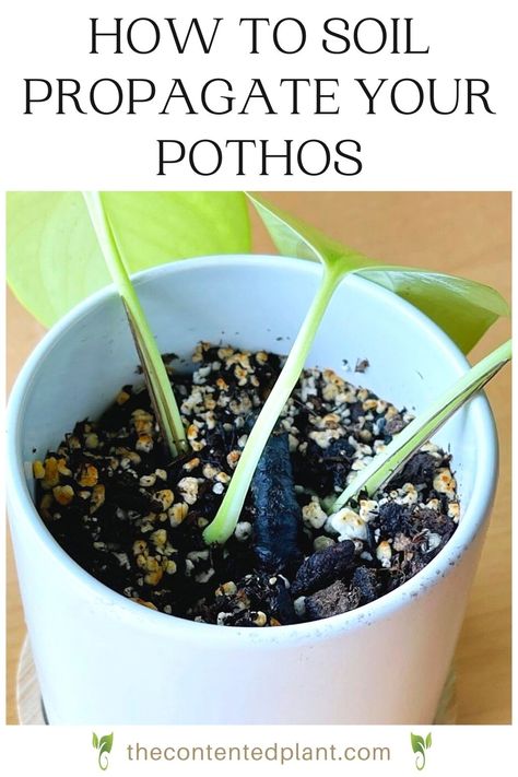 Pothos Propagation, Propagate Pothos, Pathos Plant, Pothos In Water, Pothos Cuttings, Plants Grown In Water, Pothos Plants, Marble Queen Pothos, Planting Pots