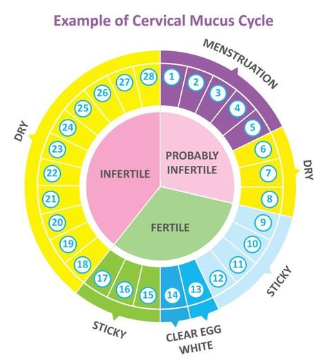 Ovulatory Cycle, Natural Birth Control, Ovulation Cycle, Fertility Awareness Method, Getting Pregnant Tips, Natural Family Planning, Ways To Get Pregnant, Cervical Mucus, Healthy Pregnancy Tips