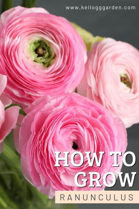 Growing Ranunculus, Ranunculus Garden, Ranunculus Bouquet, Funny Vine, Plant Bulbs, Table Garden, Ranunculus Flowers, Cut Flower Garden, Garden Bar