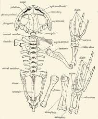 toad bone structure - Google Search Toad Skeleton, Science Skeleton, Spadefoot Toad, Bone Anatomy, Mr Toad, Skeleton Anatomy, Red Eyed Tree Frog, Bone Structure, Animal Science