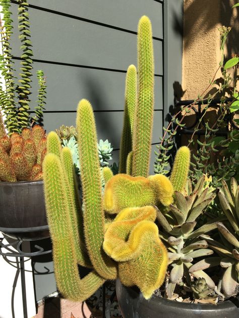 Cleistocactus winteri forma cristata (aka "crested golden rat tail") Rat Tail Cactus, Plant Fungus, Rat Tail, Succulent Garden, Cactus And Succulents, Succulents Garden, Cactus Plants, Rats, Succulent