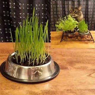 Feline Enrichment, Cat Grass Planter, Growing Catnip, Seed Sprouting, Cat Projects, Dog Food Station, Cat Exercise Wheel, Happy Kitty, Cat Houses