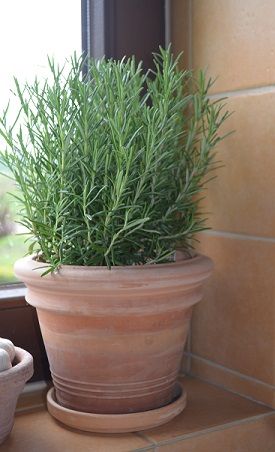 rosemary in terracotta pot Rosemary In A Pot, Scientific Names Of Flowers, Potted Rosemary, Laser Wedding, Terra Cotta Pots Garden, Terracotta Garden, Medicine Garden, Planter Arrangements, Terracotta Pottery