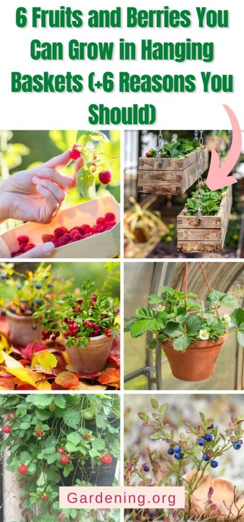 Tomato Hanging Basket, Strawberry Hanging Basket, Hanging Vegetable Basket, Growing Strawberries In Containers, Hanging Baskets Diy, Hanging Basket Garden, Vertical Garden Wall Planter, Strawberries In Containers, Berry Garden