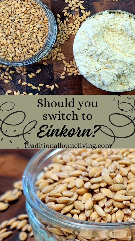 Should Einkorn be in Your Kitchen? - Traditional Home Living Einkorn Recipes, Einkorn Flour, Types Of Flour, Wheat Berries, Ancient Grains, Grain Foods, Nutrient Dense, Diy Food Recipes, Fresh Food