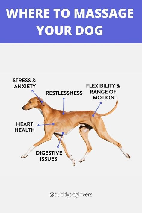 Dog Massage Points, Dog Massage Techniques, Dog Massage, Pet Healing, Massage Points, Dog Quotes Love, Basic Dog Training, Bad Behavior, Dog Projects