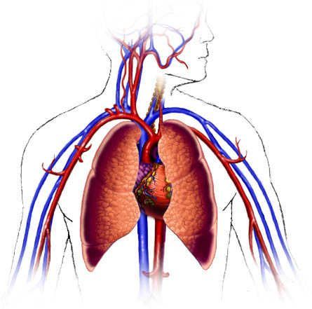 16. Immediately, during the stress response, breathing rates are increased and heavier, heart rate increases and blood vessels constrict. The continuous constriction of blood vessels is associated with increased blood pressure and higher risk for heart problems, chronic stress over time can lead to stroke or even heart attack (AIS, 2020) Picture: Habits of the heart [Respiratory and cardiovascular systems]. (2000). Retrieved April 29, 2020, from https://www.smm.org/heart/ Human Body Organs, Human Tissue, Human Body Unit, Animal Adaptations, Human Body Systems, Self Development Books, Dental Humor, Body Organs, Cardiovascular System