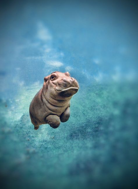 #hippopotamus #babyhippo #hippo Hippo Background, Moo Dang Wallpaper, Hippo Aesthetic, Hippopotamus Wallpaper, Hippo In Water, Hippo Wallpaper, Baby Hippopotamus, Pygmy Hippopotamus, The Cutest Animals