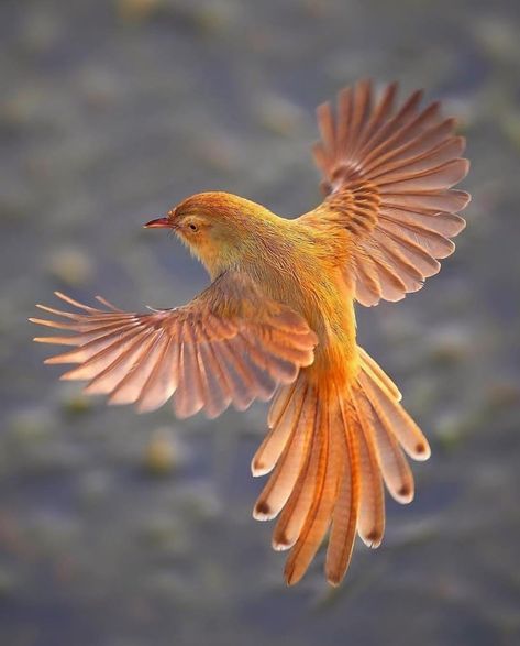 Bird Flying, Wild Kingdom, Montezuma, Bird Wings, Haiwan Peliharaan, Bird Pictures, Exotic Birds, Bird Drawings, Pretty Birds