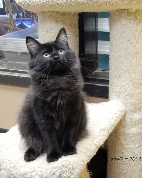 Black Angora Cat, Long Hair Black Cats, Long Haired Black Kitten, Black Cat Breeds Long Hair, Turkish Angora Cat Black, Chantilly Tiffany Cat Black, Black Cat Long Hair, Long Hair Cats Breeds, Black Long Haired Cat