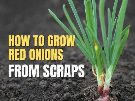 Onion Growing Tips, Regrowing Onions From Scraps, Growing An Onion From An Onion, How To Grow Spring Onion At Home, How To Grow Spring Onions From Scraps, Onion Garden, Grafting Plants, Arizona Gardening, Design Hack