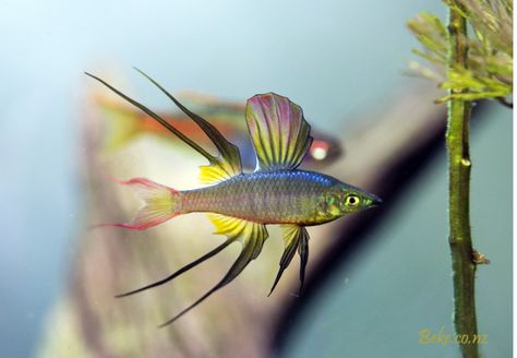 Threadfin Rainbowfish, Rainbow Betta Fish, Bioluminescent Fish, Rainbow Beta Fish, Colorful Fresh Water Fish, Sea Life Creatures, Marine Fish Tanks, Beautiful Tropical Fish, Guppy Fish