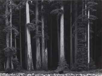 Redwoods, Bull Creek Flat, California, c. 1960. Ansel Adams original print Posters California, Black And White Moodboard, Line Texture Pattern, Lighting Mood Board, Lawn Landscape Design, Ansel Adams Photos, Red Woods, Lost Woods, Beautiful Black And White Photography