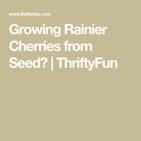 Cherry Seeds, Rainier Cherries, Guavas, Root Veggies, Avocado Tree, Seed Starter, Variety Of Fruits, Stone Fruit, Cherry Tree