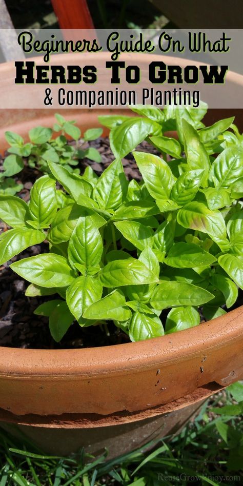 Start A Herb Garden, Fall Herbs To Grow, Companion Planting In Containers, Herbs Planted Together, Best Herbs To Plant Together, Herb Companion Planting Chart, How To Start An Herb Garden, Which Herbs To Plant Together, What Herbs Can Be Planted Together