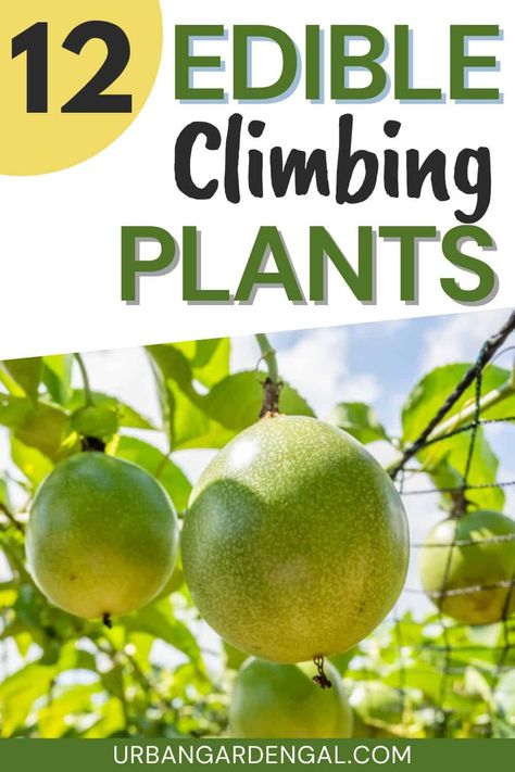 Edible climbing vines are ideal for small urban gardens because they can be grown vertically to maximize your garden space. These versatile and visually stunning plants not only beautify your outdoor space but also offer a bounty of delicious fruits and vegetables. In this article I'll share 12 climbing edible vines to grow in your garden so you can harvest your own fresh produce at home. Growing Strawberries Vertically, Fruit Trees In Containers, Vine Fruit, Pumpkin Varieties, Small Urban Garden, Vine Trellis, Urban Gardens, Cucumber Plant, Growing Pumpkins